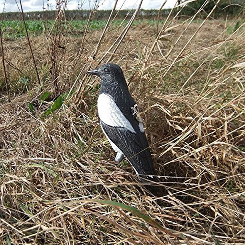 Bird-4.jpg