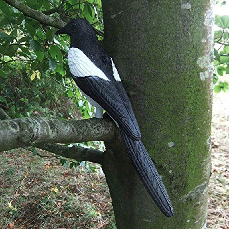 Bird-5.jpg