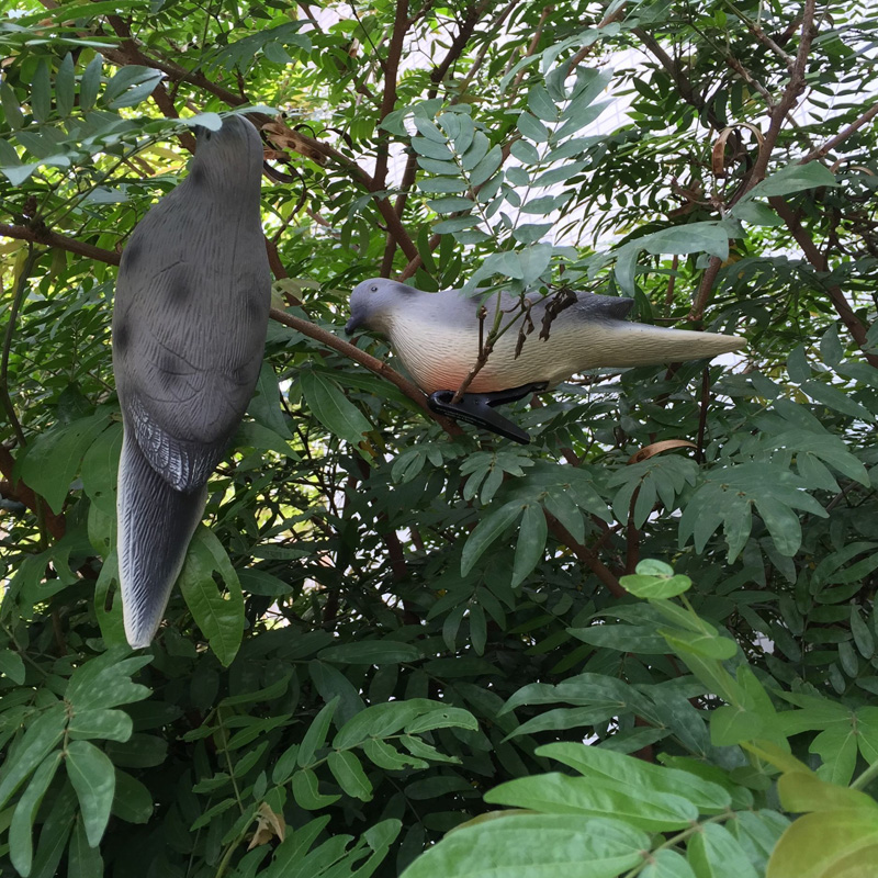 Turtledove-5.jpg